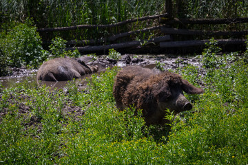 Cattle on saline soil in Kamenin, Slovakia