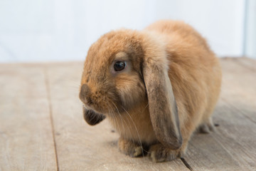 Fototapeta premium Brown cute baby rabbit on wood table. Adorable young bunny in lovely action. Famous small pet.