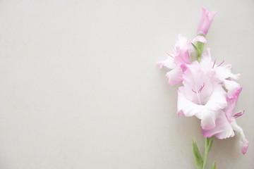 Pink gladiolus lies on a light textured surface. Wedding card. Pink dreams. Flat lay, top view