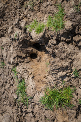 Cattle on saline soil in Kamenin, Slovakia
