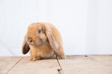 Brown cute baby rabbit on wood table. Adorable young bunny in lovely action. Famous small pet.