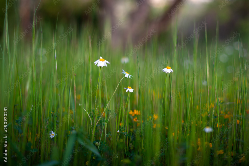 Wall mural white daisies out of the grass