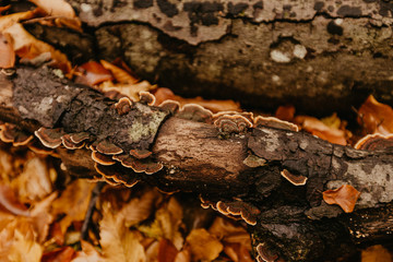 mushrooms or fungus on a tree