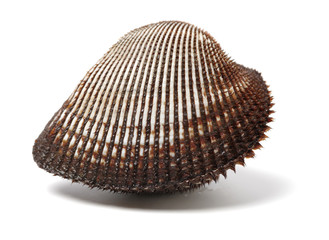 Fresh raw sea cockles clams