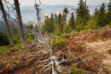 Primeval forest in Big Fatra, Slovak republic