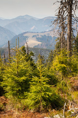 Primeval forest in Big Fatra, Slovak republic