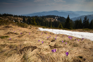 Primeval forest in Big Fatra, Slovak republic