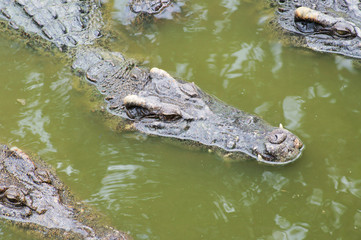 Dangerous crocodiles in green lake water