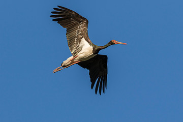 Obraz premium black stork from Kopački rit Nature Park, Croatia