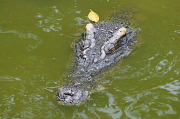 Big dangerous crocodile in lake water
