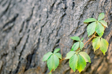 tree and green leaves