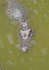 Big dangerous crocodile in lake water