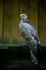 Portrait of an European honey buzzard (Latin: Pernis apivorus), also known as the pern or common pern sitting on a plate and stearing at photographer. Wooden background. Estonia.
