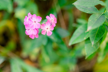 Pink Phlox