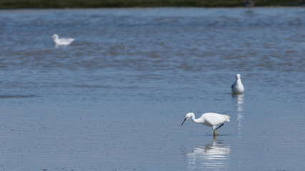 aigrette garsette 