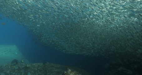 Flatiron Herring baitball from the islands of the sea of Cortez, Mexico.