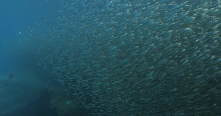 Flatiron Herring baitball from the islands of the sea of Cortez, Mexico.