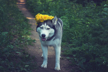 A satisfied gray husky dog with a yellow dandelion wreath on his head stands on a path