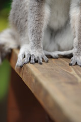 可愛い手　ワオキツネザル