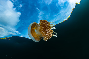 Palau Jellyfish Lake (Mastigias cf. papua etpisoni)