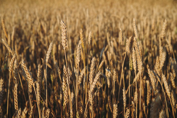golden field of wheat, ears of rye