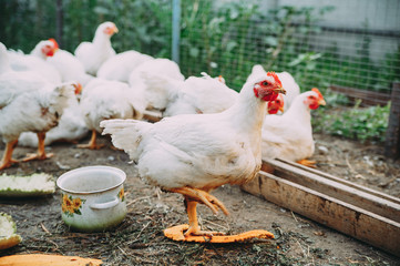 white hens on the farm. chickens. bird flu