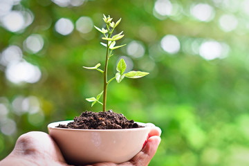 Plant a small tree in a pots, place it on a table with natural background.	
