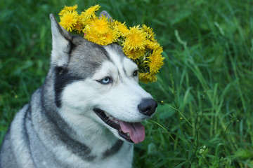 Blue-eyed Husky dog with a wreath of dandelions
