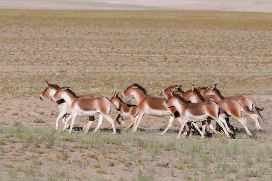 Wild ass or Kiang Pack, Tsokar, Ladakh, Jammu and Kashmir, India