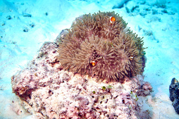 Naklejka na ściany i meble false clown anemonefish