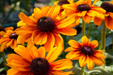 summer yellow-orange flowers with a dark core are called rubdekia