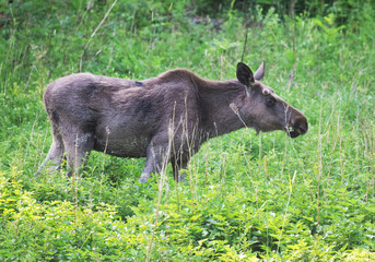 Moose bull grazes in the greenery of Swedish nature