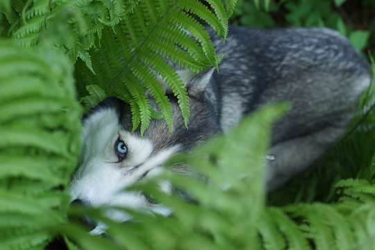 A blue-eyed husky breed dog hid in the fern bushes in summer