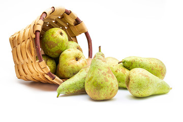 Freshly picked raw green pears from the tree (variety conference, Pyrus communis conference) in wicker basket. Isolated on white background