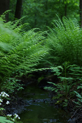 A small brook flows in the forest between the bushes of green fern