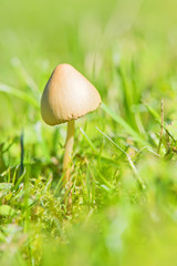 Beautiful toxic mushroom at the forest, macro shot, vertical composition