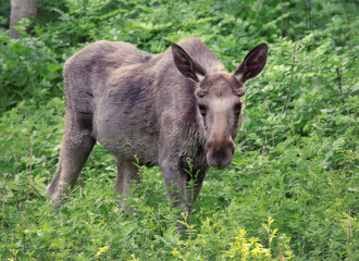 Fototapeta premium Moose bull grazes in the greenery of Swedish nature