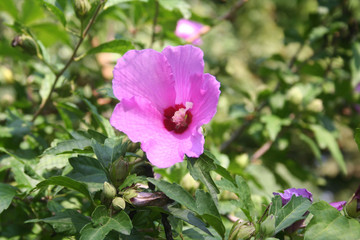 PInk flowers of Hibiscus syriacus or Rose of Sharon in the garden. Rose of Sharon bush in bloom on summer