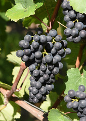 Dornfelder, Rotwein, Weintraube