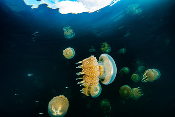 Palau Jellyfish Lake (Mastigias cf. papua etpisoni)