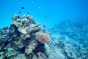 Coral reef
