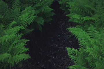Dark space for your text between large bushes of green fern