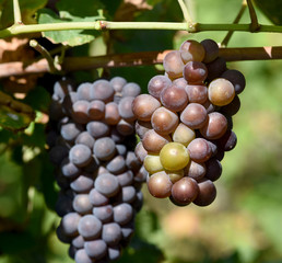 Grauburgunder, Pinot, gris, grigio, Rulaender