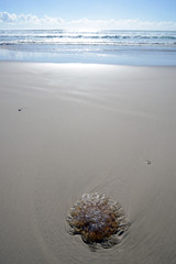 Jelly fish Stranded on a beach Australia