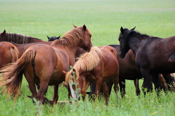 Naklejka na ściany i meble horses in the field