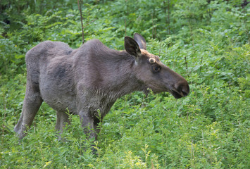 Moose bull grazes in the greenery of Swedish nature