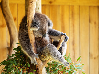 koala asleep  in tree