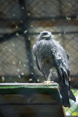america, animal, aquila, avian, beak, bird, birding, born killer, brown, buzzard, captivity, captured, chrysaetos, claws, common diurnal raptor, curious, eagle, falcon, falconry, feathers, flight, gol © Ingrid