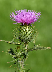 Kratzdistel, Cirsium vulgare