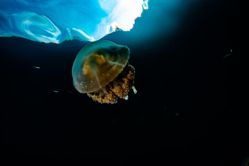 Palau Jellyfish Lake (Mastigias cf. papua etpisoni) © Francesco